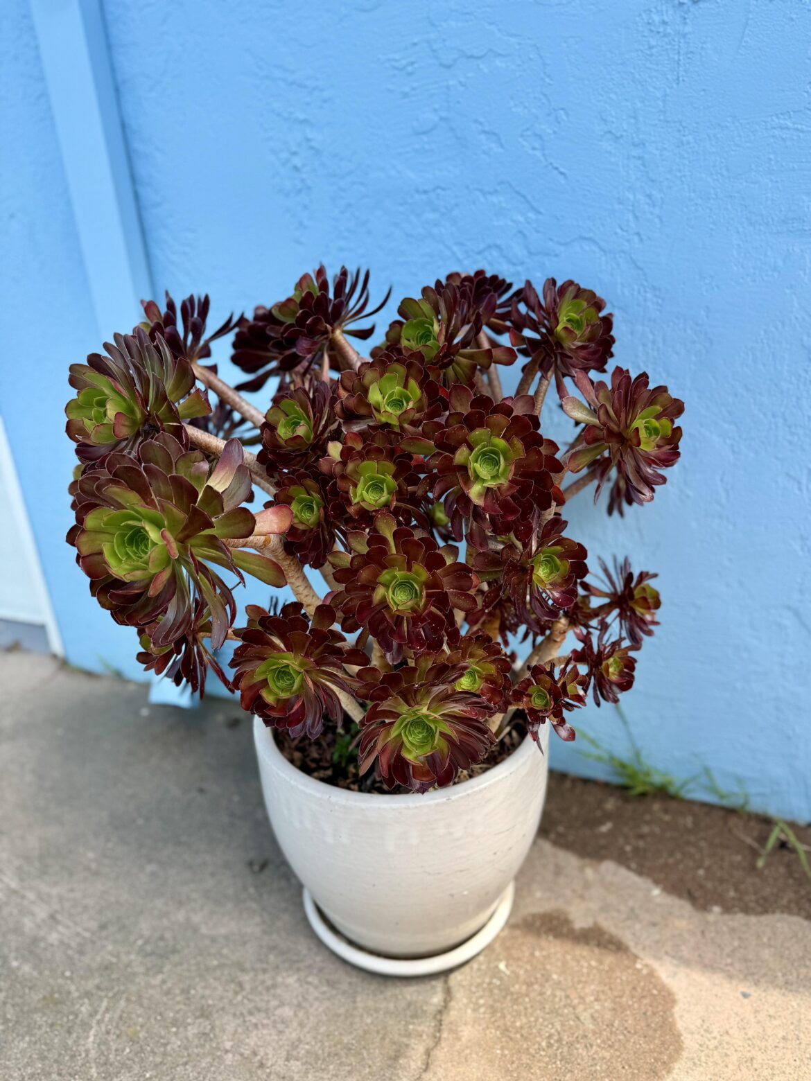 My Aeonium