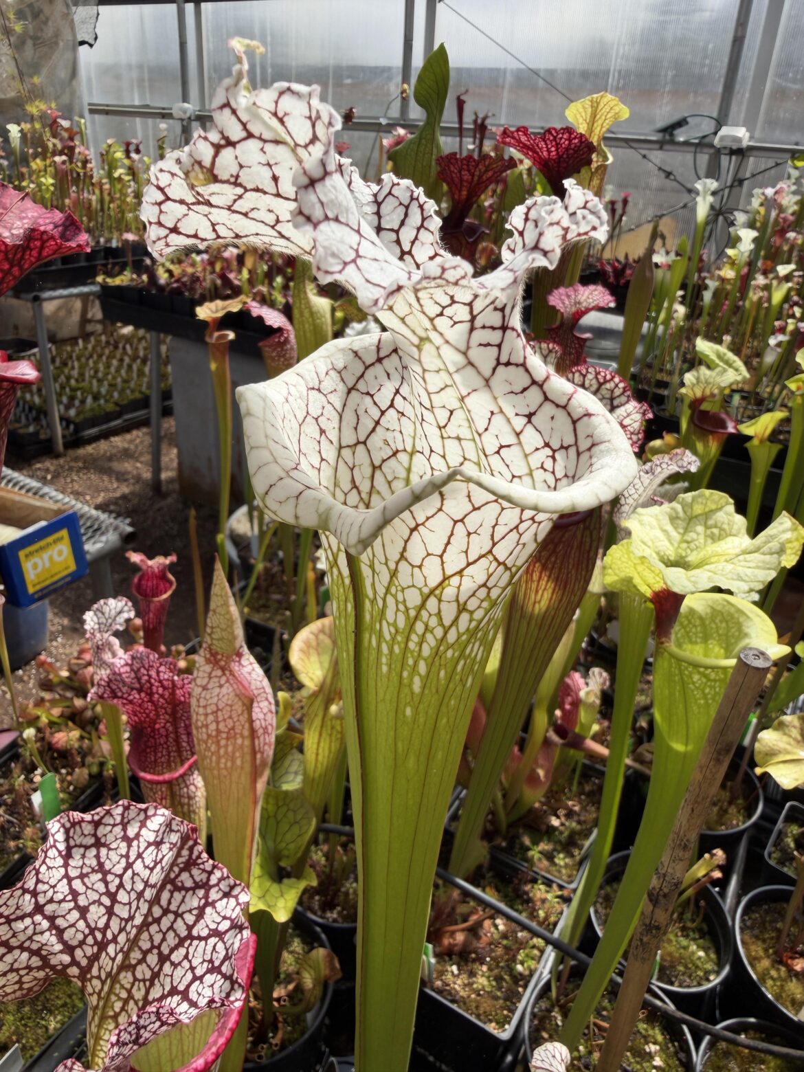 Sarracenia bocaza
