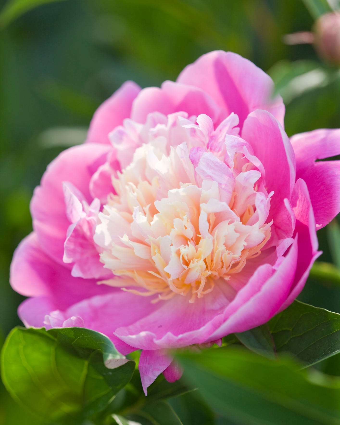 blossoming flowers