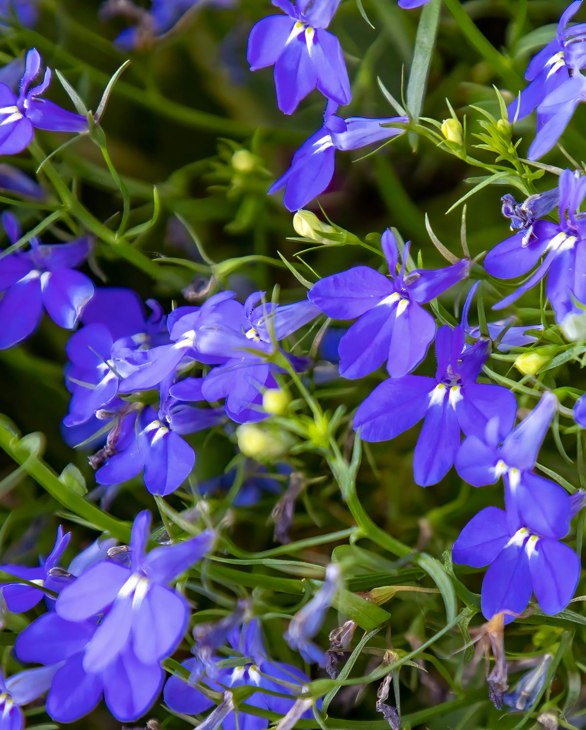 shade flowers lobelia