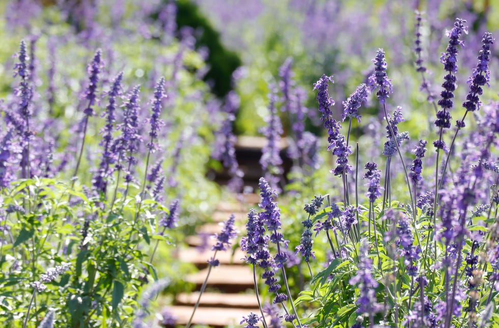 Blue Salvia flowers blooming under the morning sunshine blue salvia flowers blooming under the morning sunshine