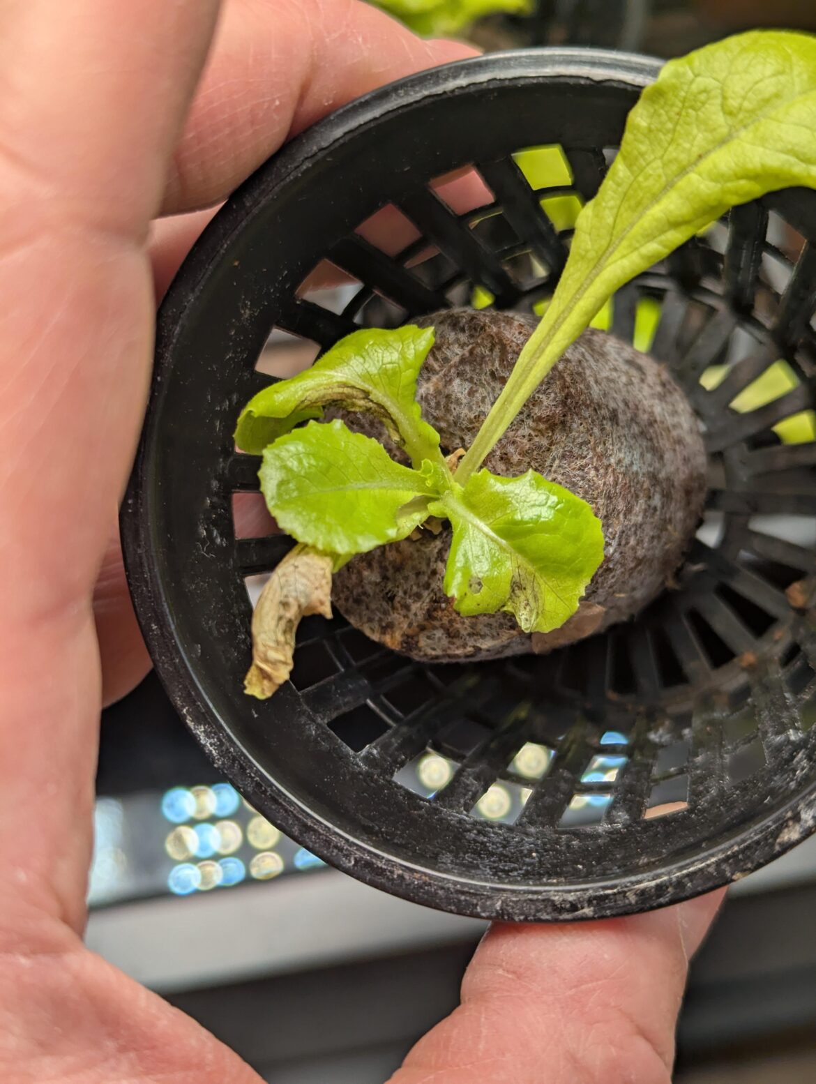 Lettuce Stalled and looking bad