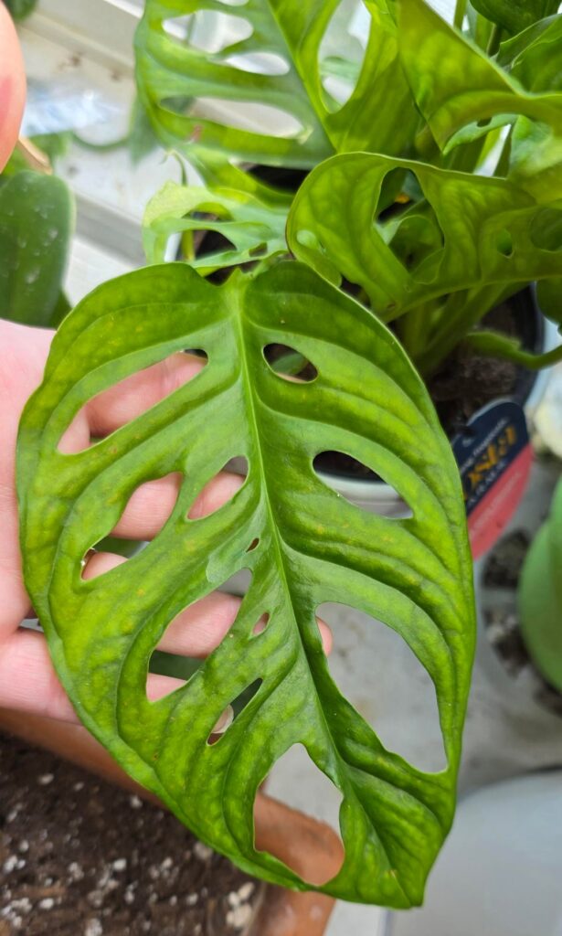 Is it healthy?