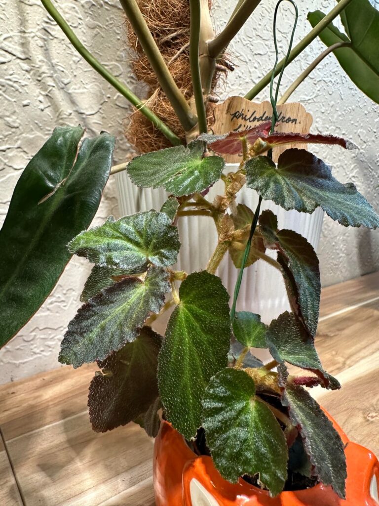 ID help please! 😊