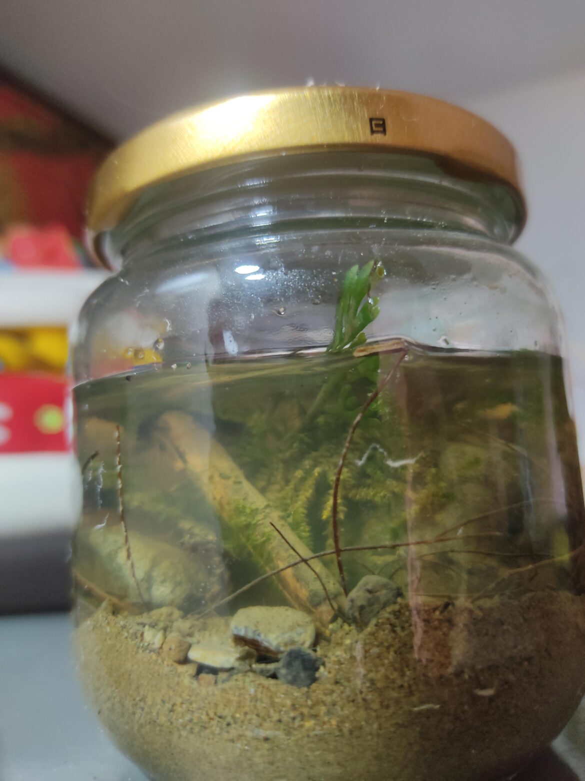 Ecosphere. First tried (⁠^⁠^⁠)