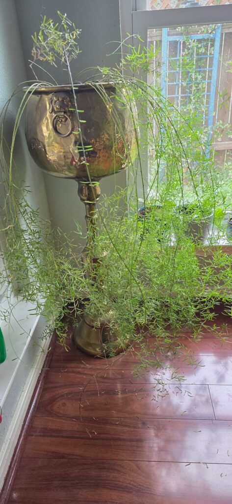 Fern TLC Needed!