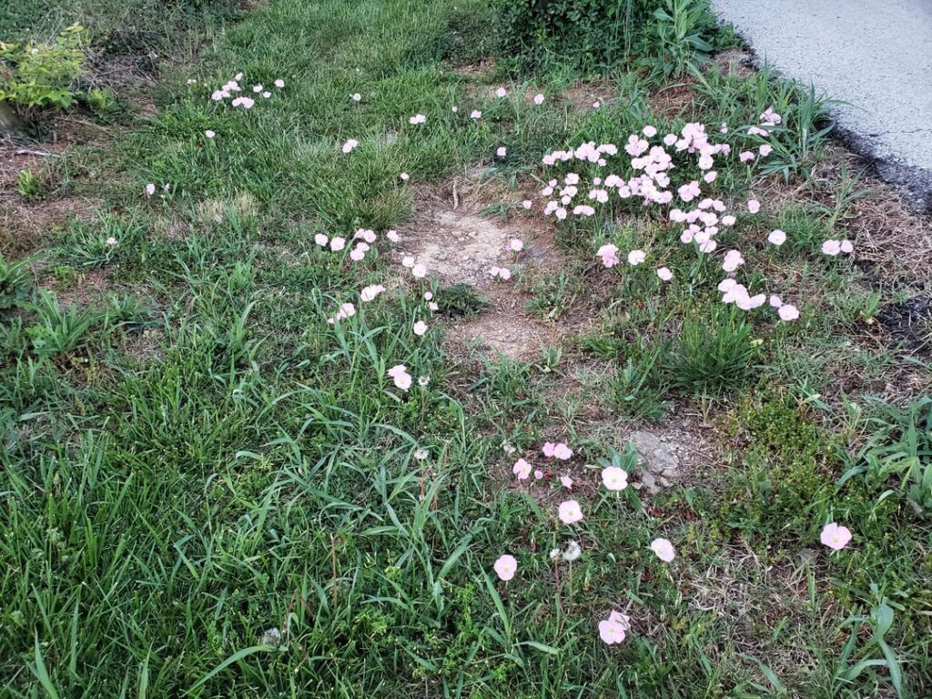 What's growing in my ditch?