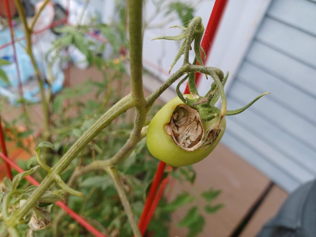 What caused this on my tomato?