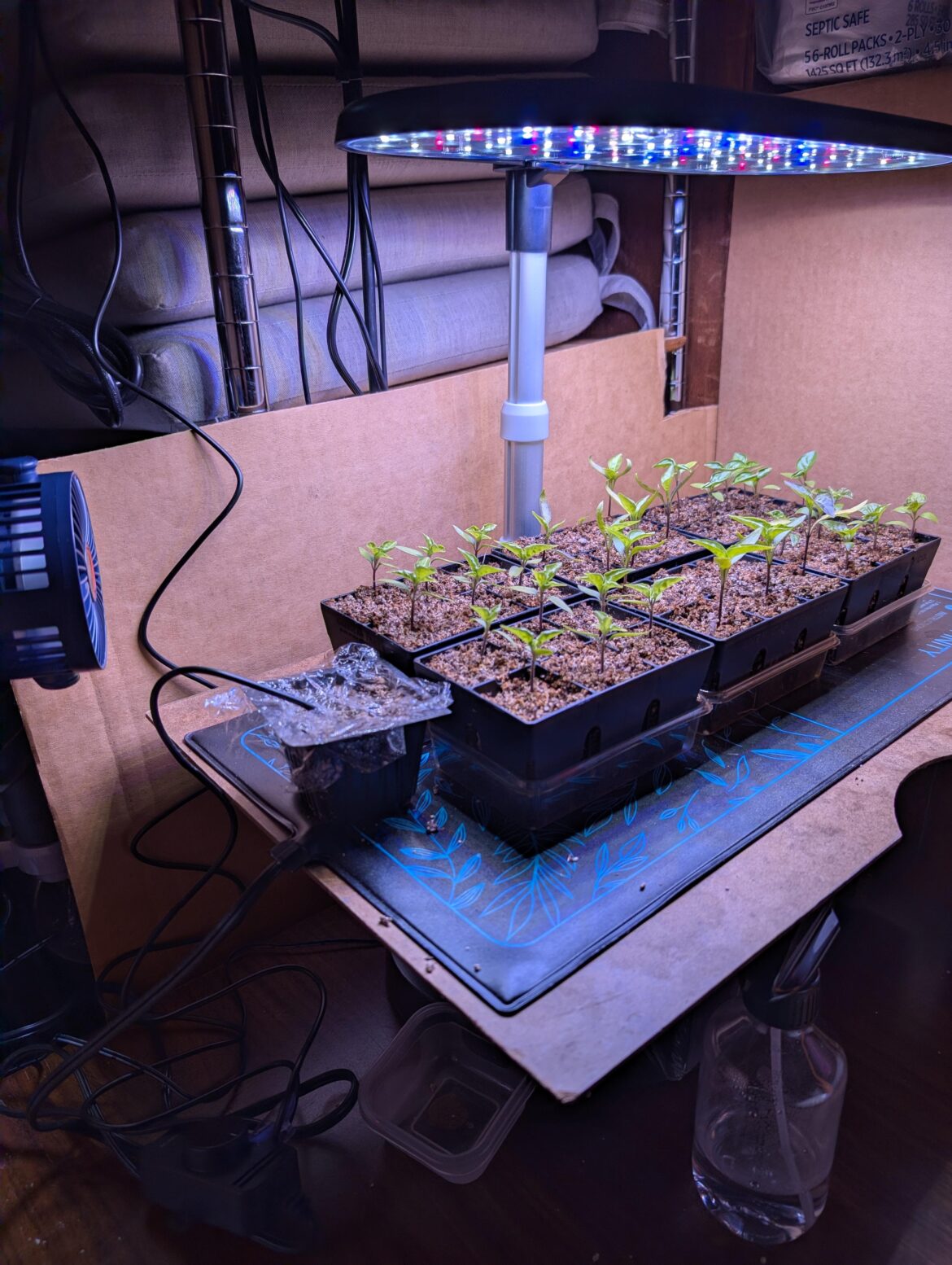 Seedlings stuck