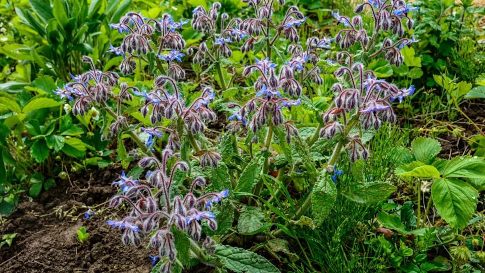 Beautiful close-up of a borage flower .Colourful blue Borage flowers.