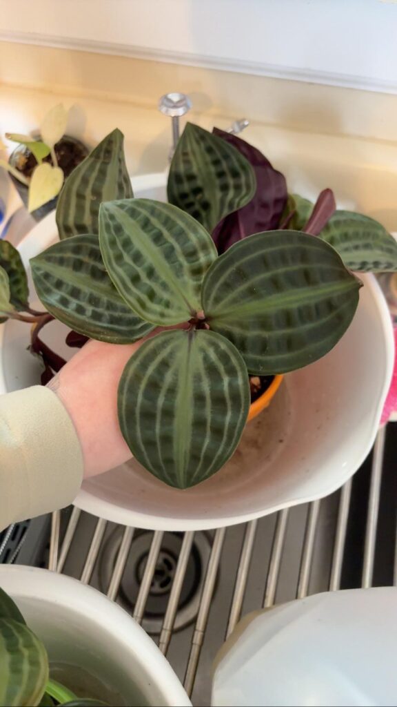Peperomia?