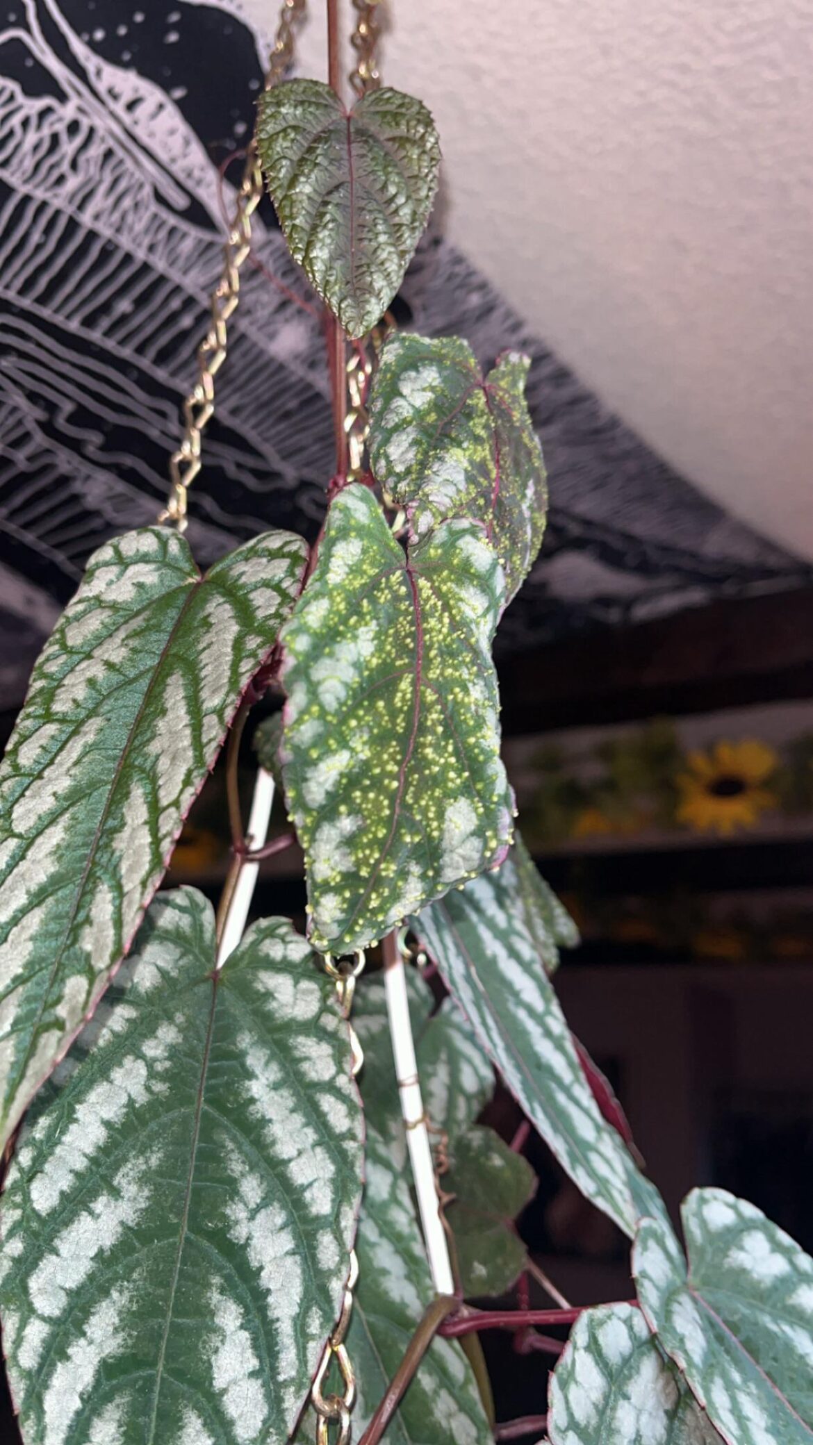 Help with Rex Begonia?