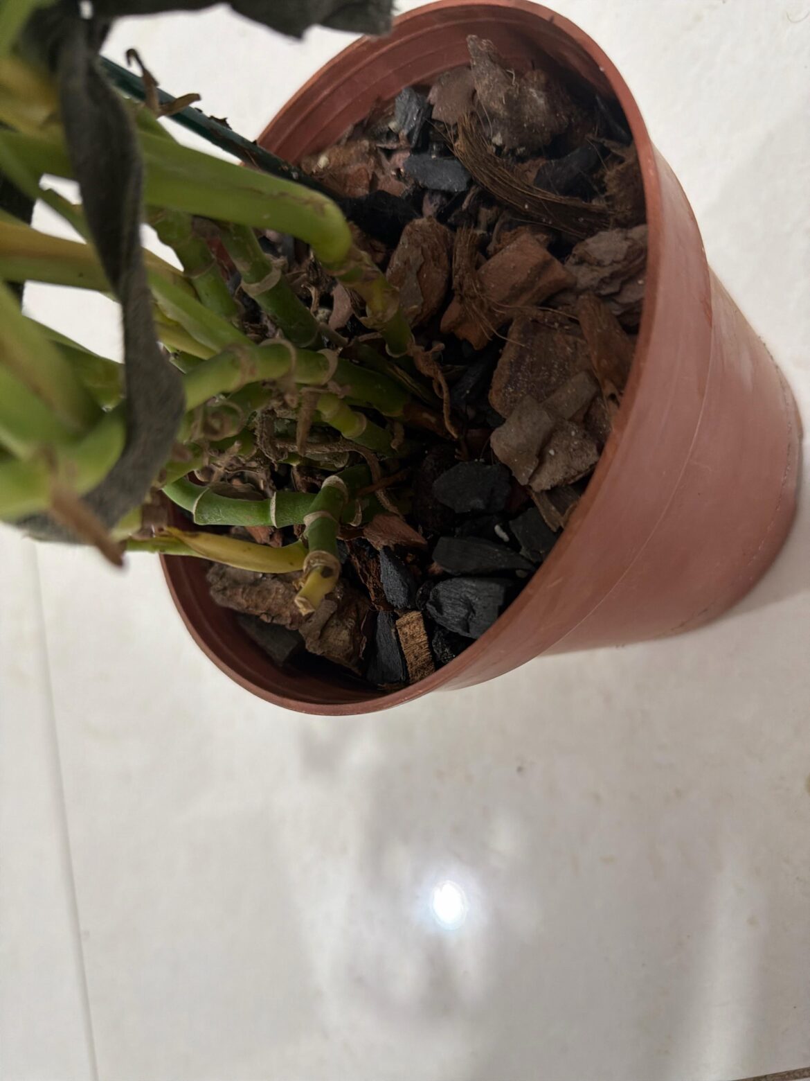 Is this way too much chunky for broken heart monstera?