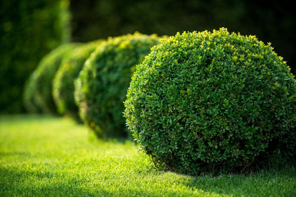 what not to plant in fall broadleaf evergreen what not to plant in fall broadleaf evergreen