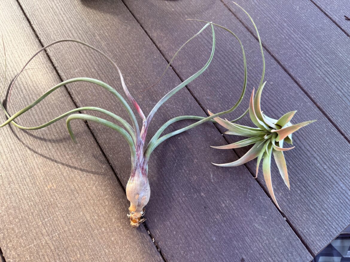 Id of large air plant on the left?