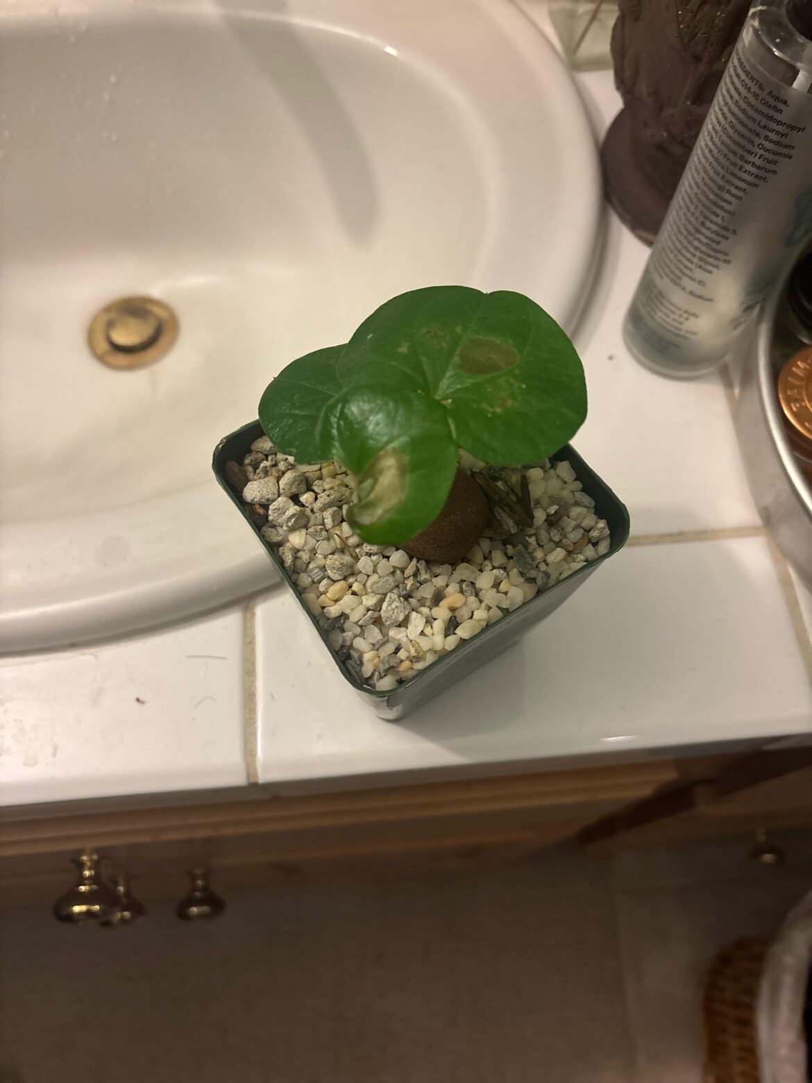 Madagascar caudex brown leaf spots??!