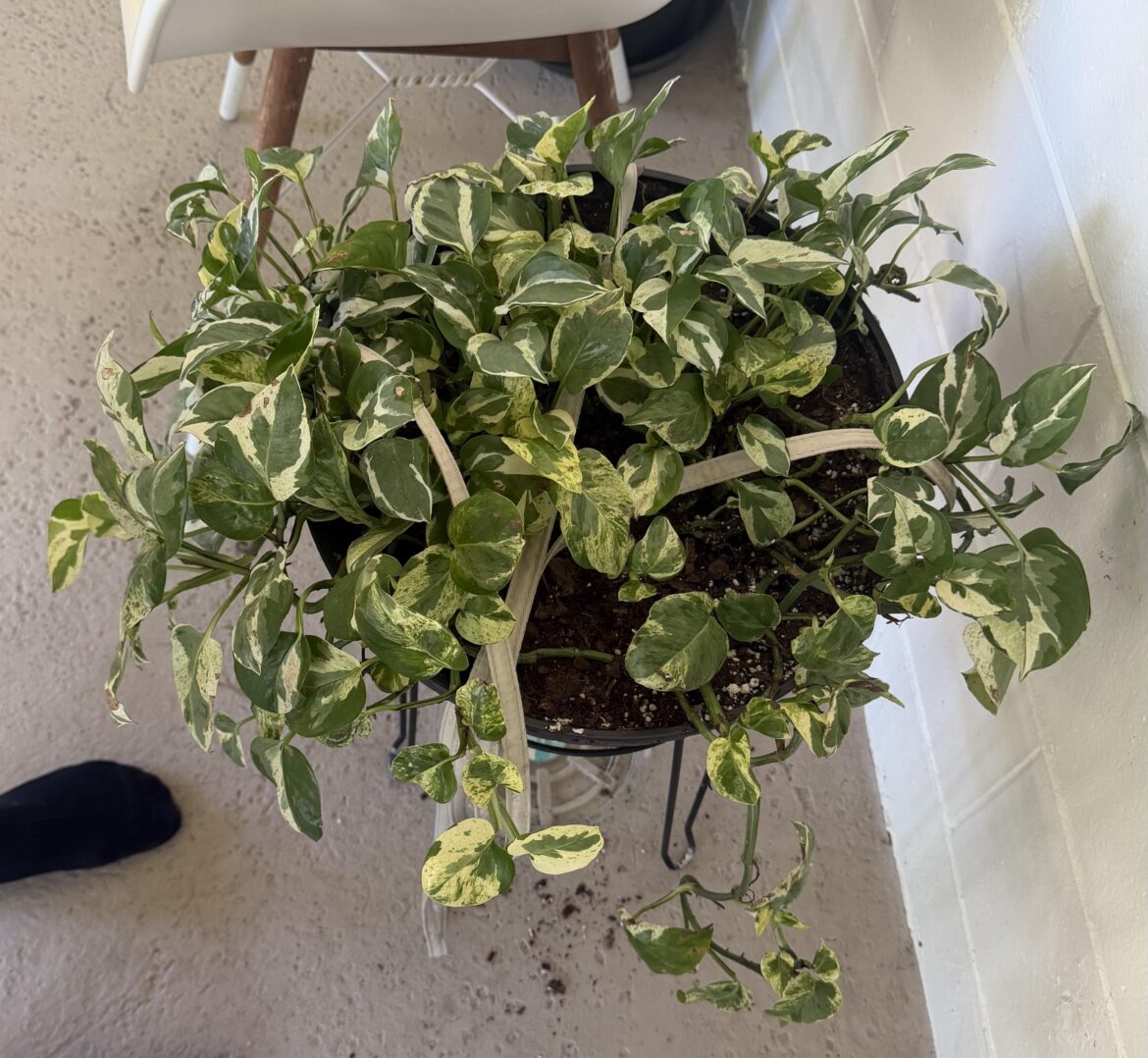 ID help, plz