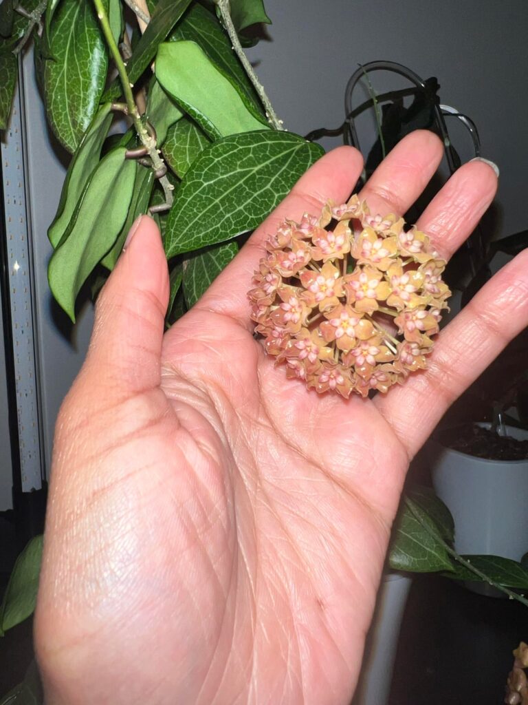 first blooms ever