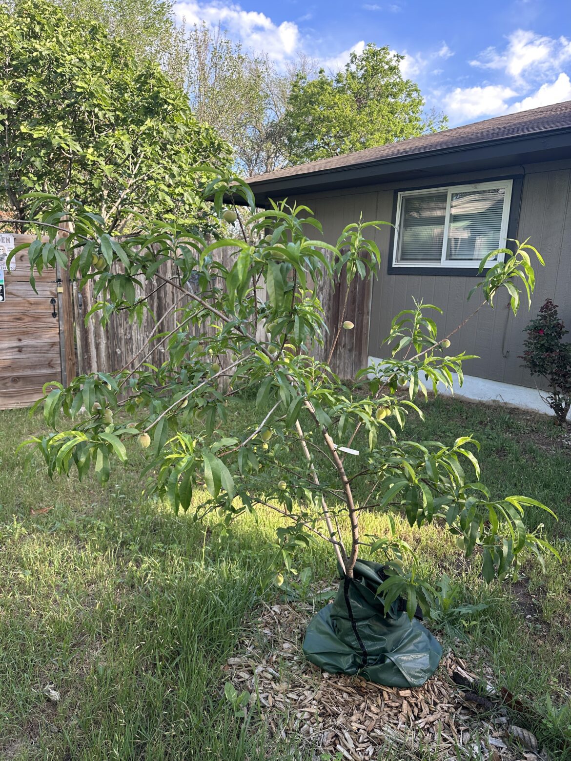 My little peach is loaded with over fruits right now. How may should I pull off to make some successful?