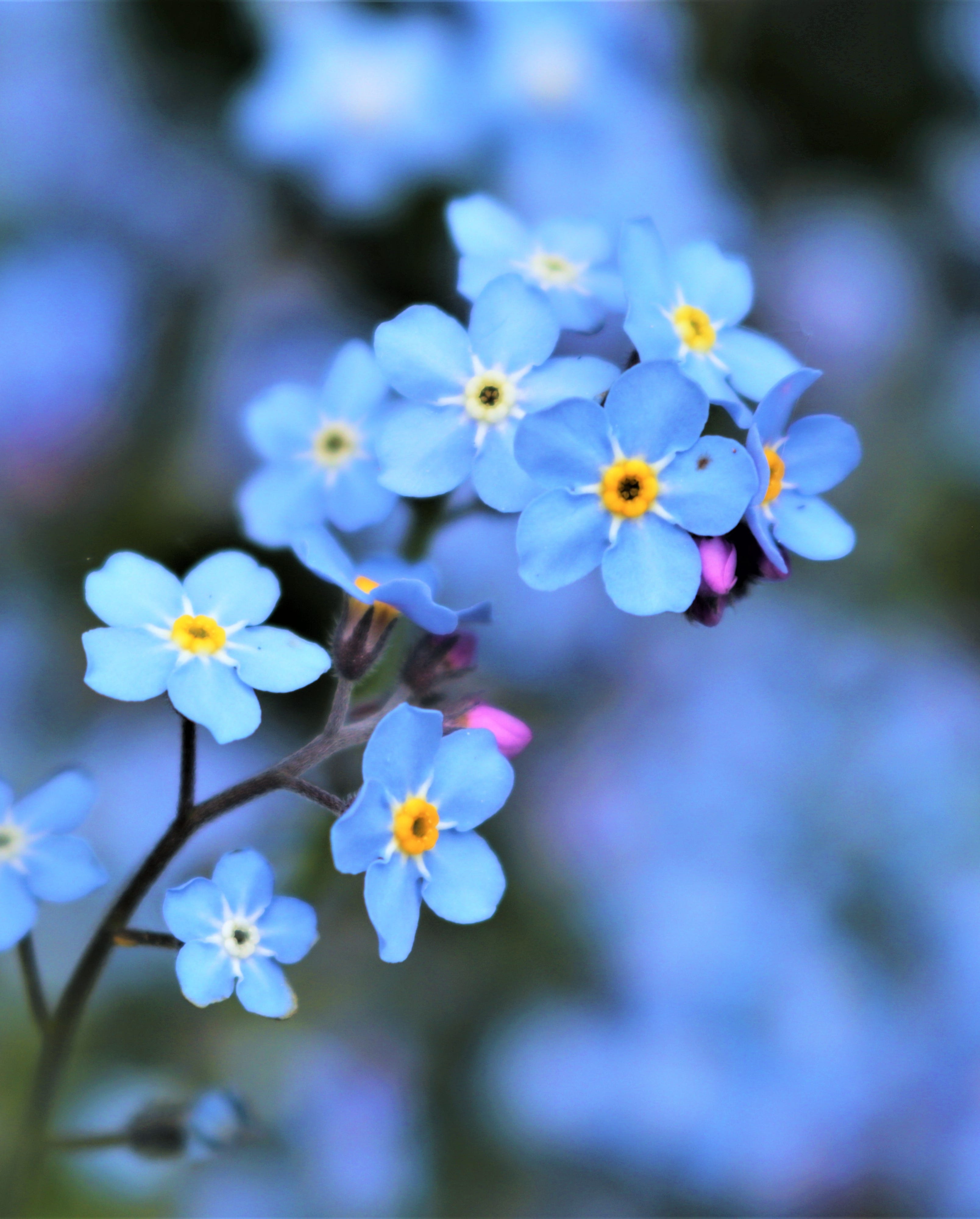 self seeding flowers forget me nots
