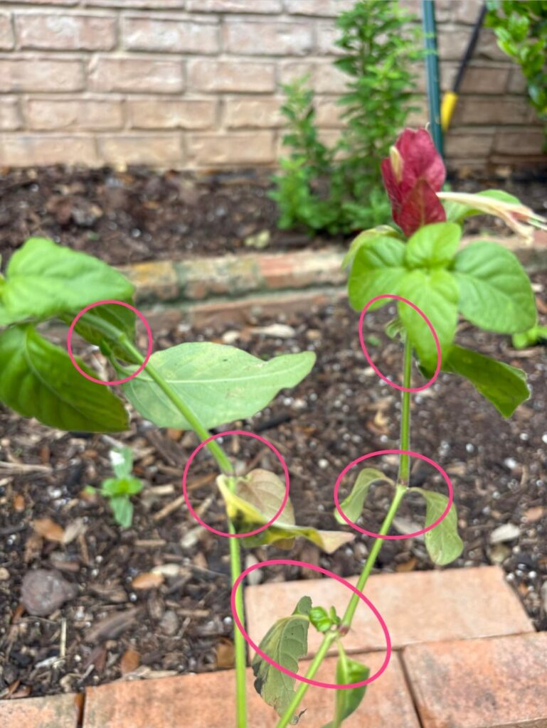 Shrimpy Shrimp Plant Advice Shrimpy Shrimp Plant Advice