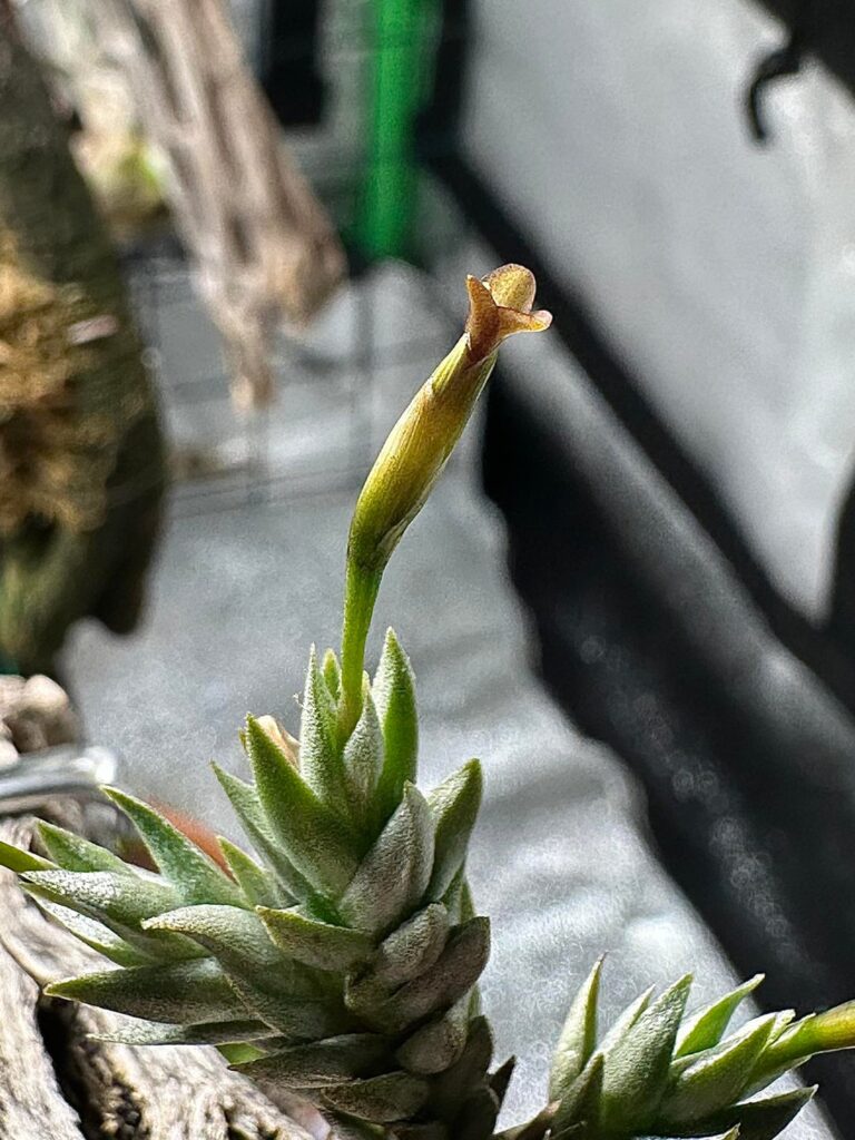 Tillandsia aizoides flower!