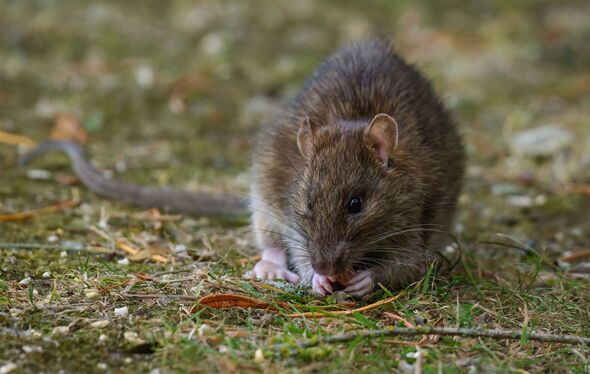 Brown rat in a garden looking at camera Brown rat in a garden looking at camera