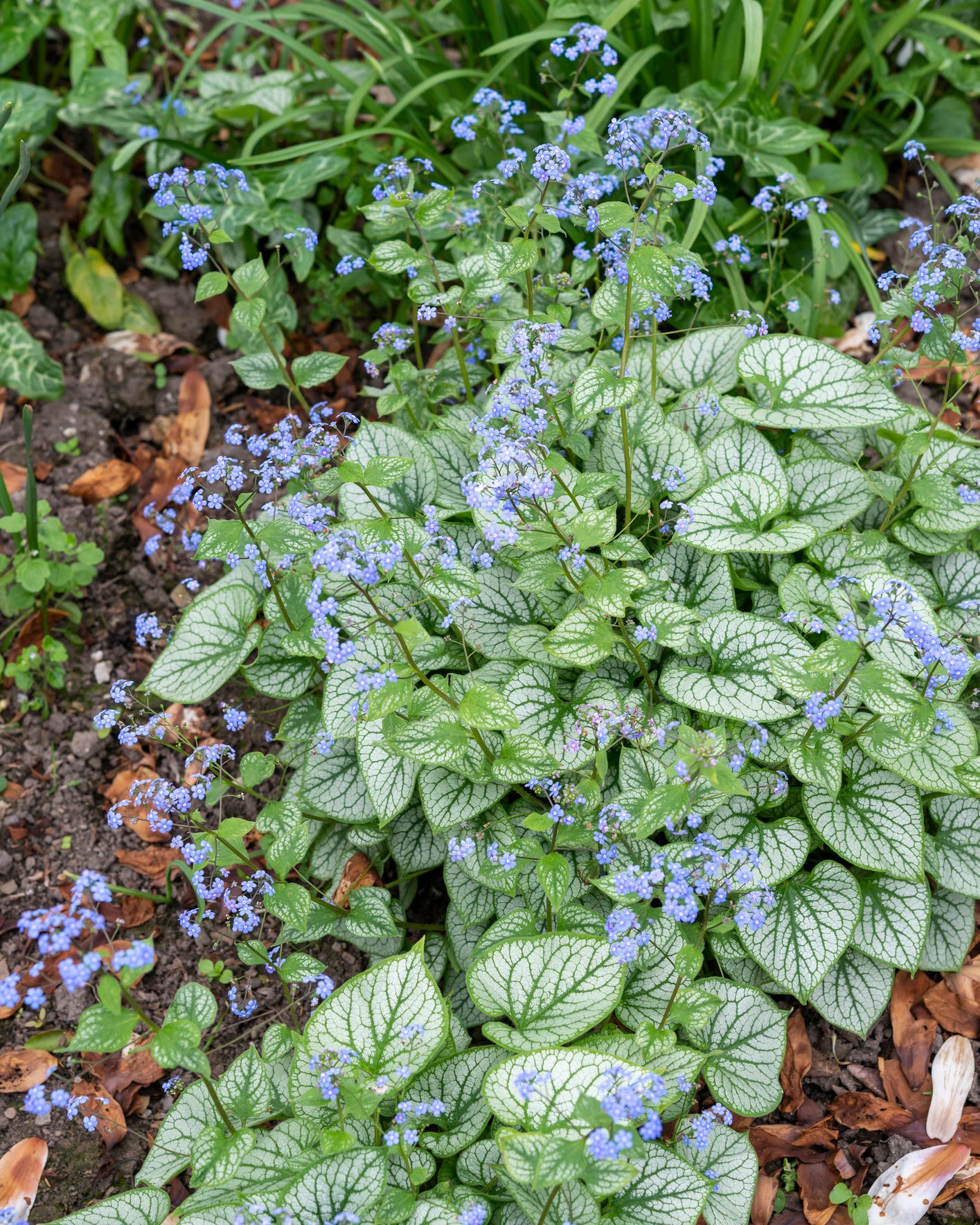 shade flowers brunnera