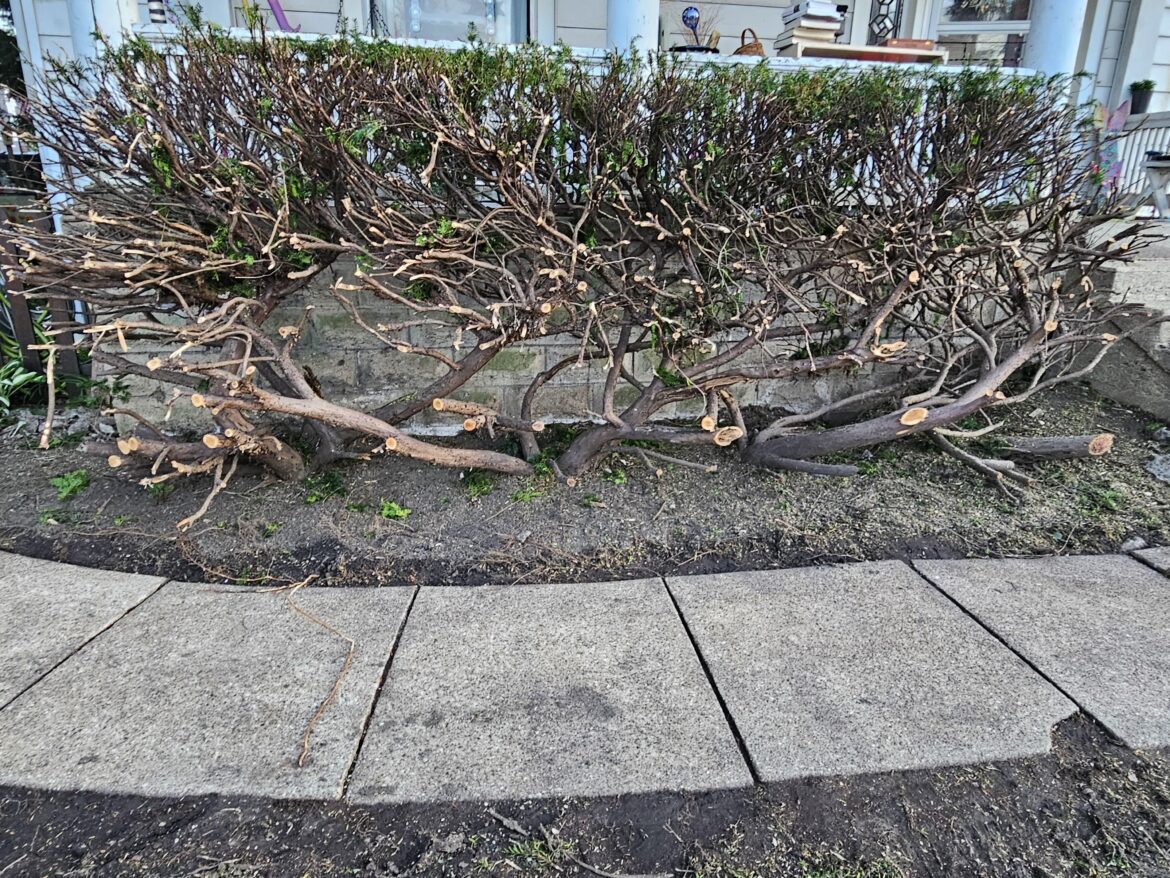 My friend's bush after paying a landscaper.