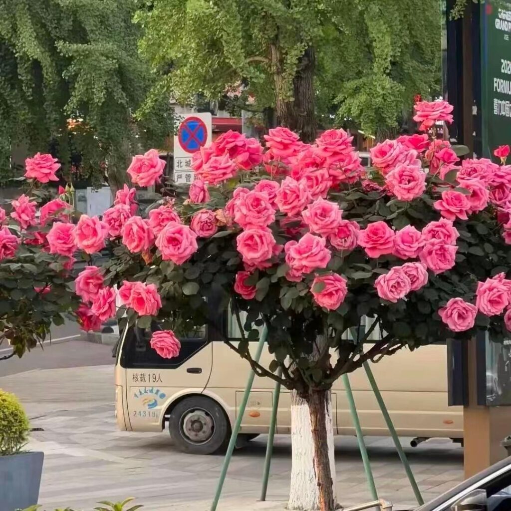 The roses are in exceptional bloom!