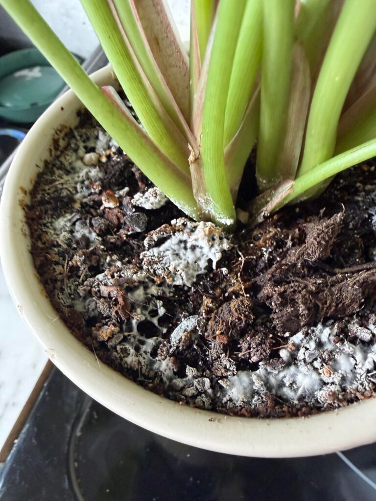 Anyone have any tips of household products to clear mildewmoldy stuff from my house plants?