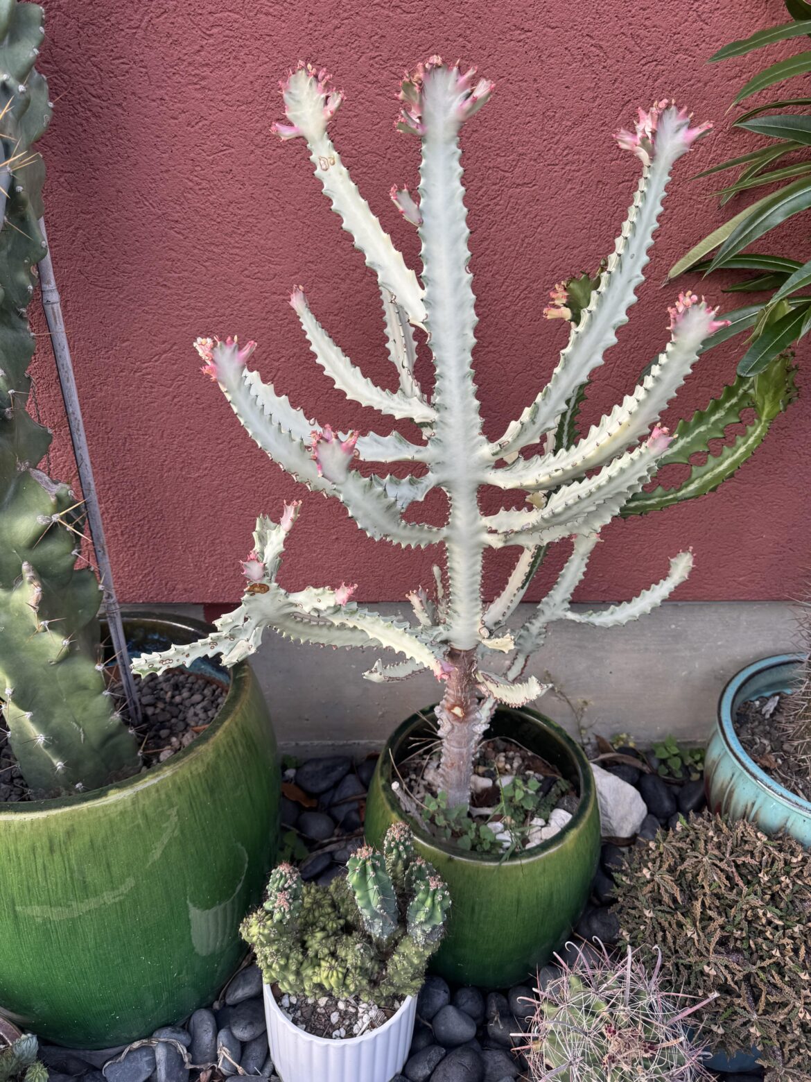 Love my White Ghost when it’s starting to pop off