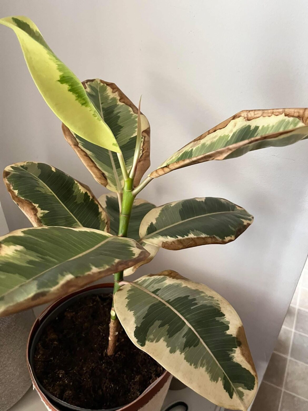 RARE CACTI