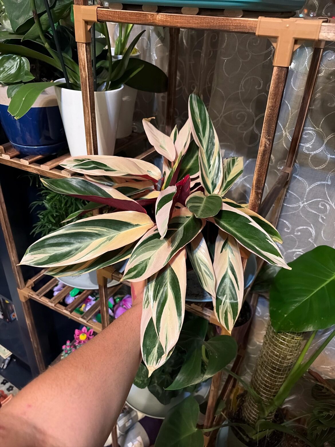 Stromanthe triostar is finally looking better! Stromanthe triostar is finally looking better!