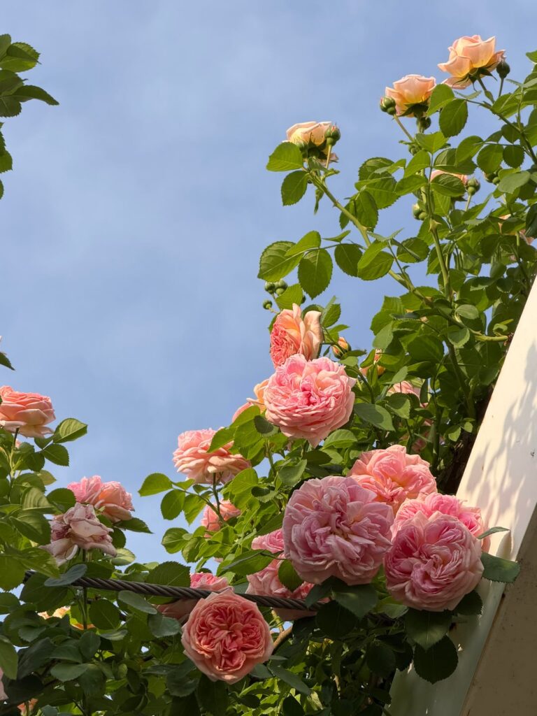 No filter, just my regular phone camera shot. These roses are gorgeous!