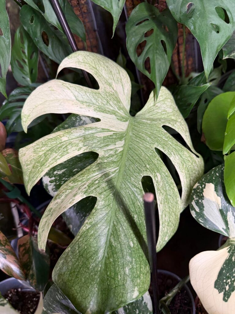 Legacy or Mint?