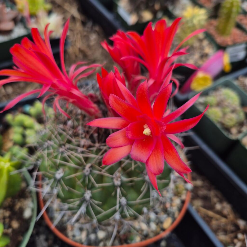 Matucana ritteri in full glory