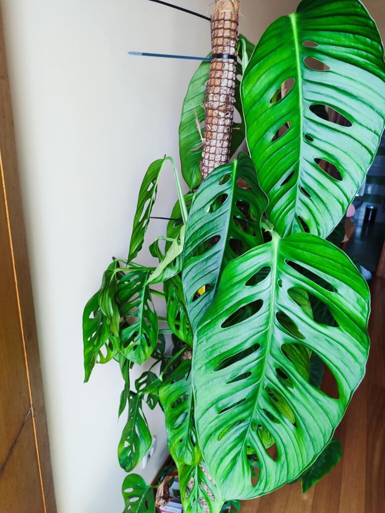Is this little stem enough to keep the plant going?