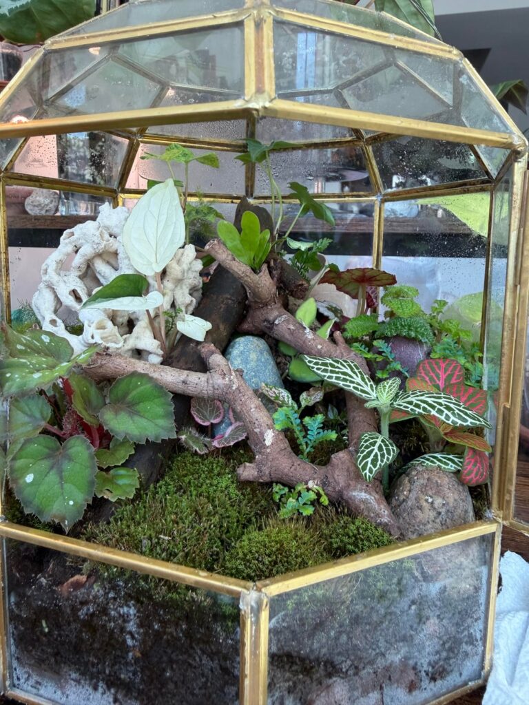 First terrarium 🤞