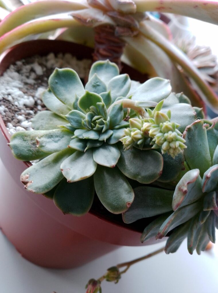 Echeveria Nanahukumini