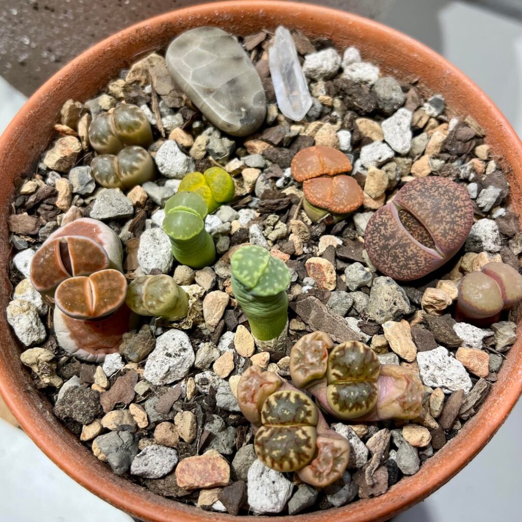 Here’s my little lithops garden 💕 But the next pics point to stuff I’m curious about Here’s my little lithops garden 💕 But the next pics point to stuff I’m curious about