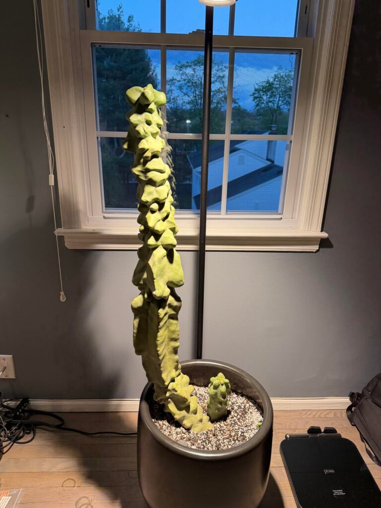 Anyone else get a Totem?