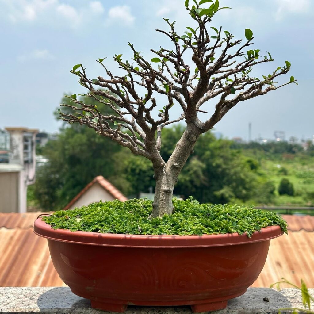 Freshly pruned water jasmine