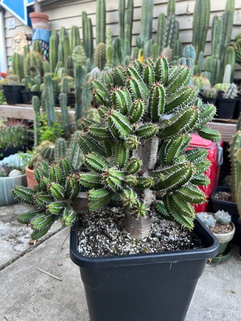 My favorite out of many