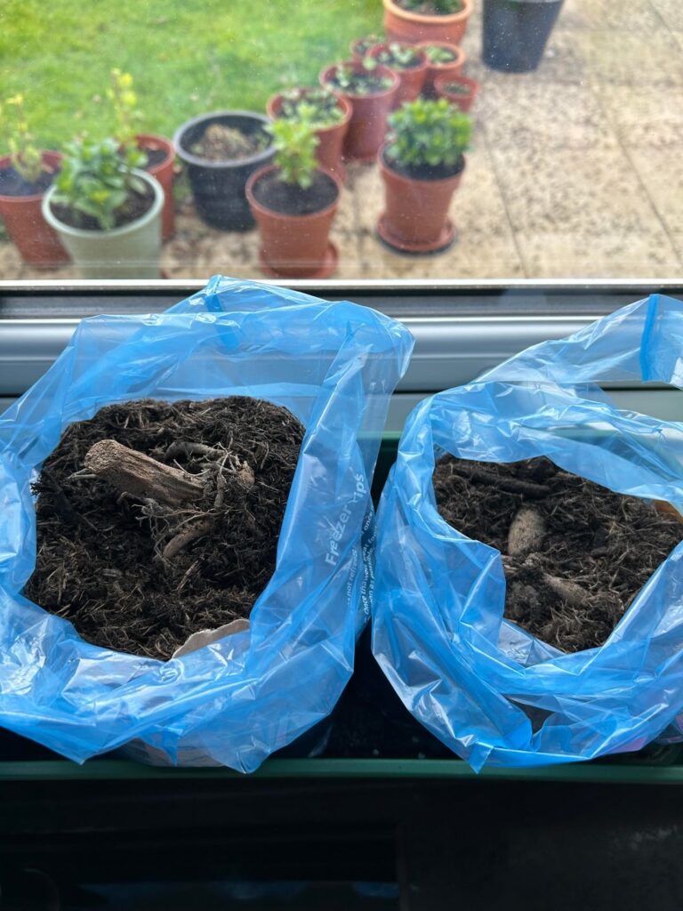 Planted too deep?