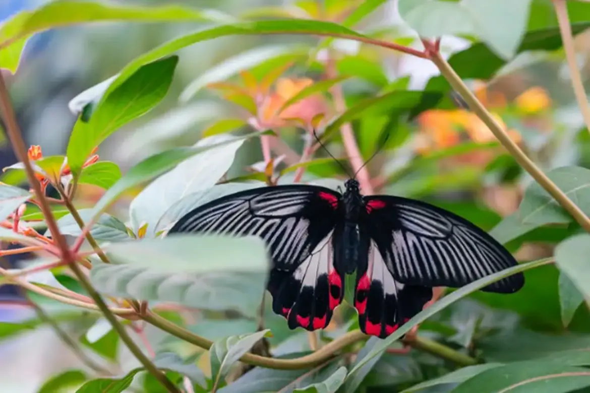Immersive Butterfly Experience Returns to Brookside Gardens