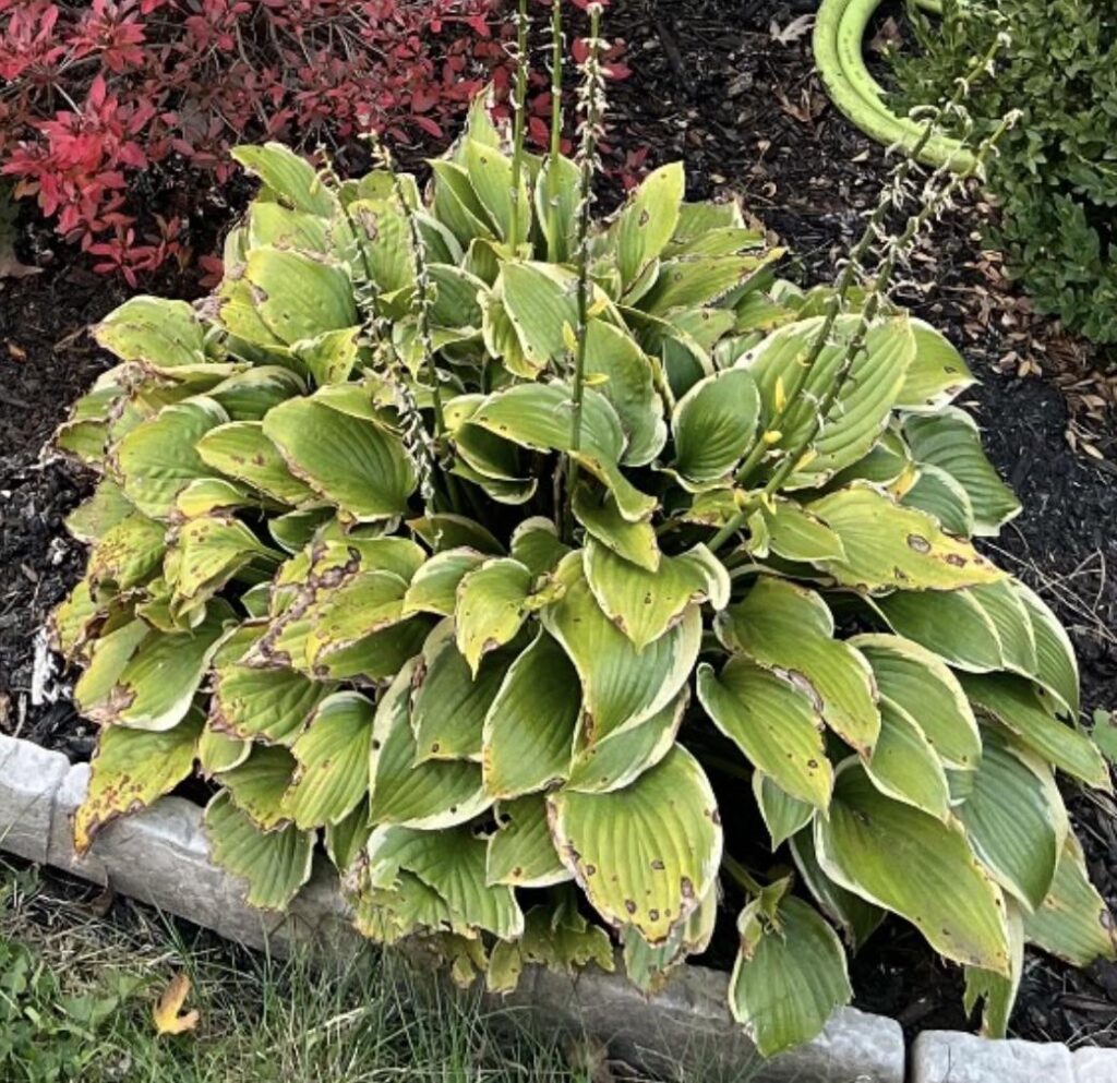 hostas help