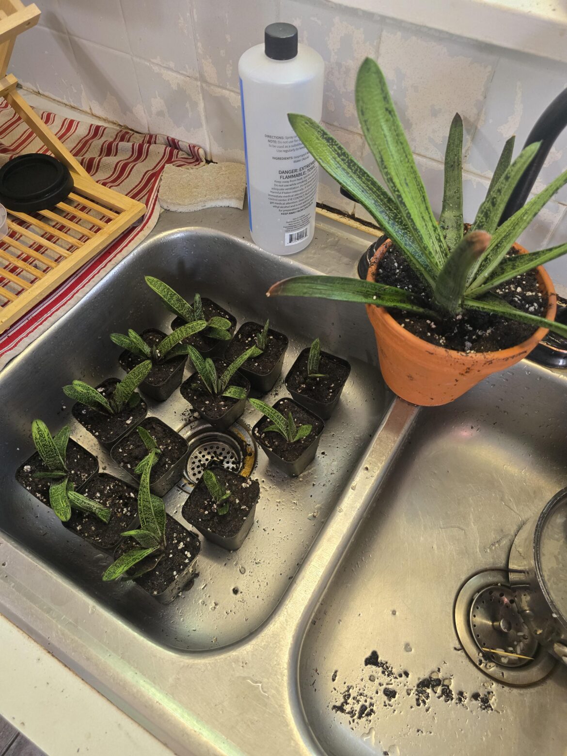 Proud mama