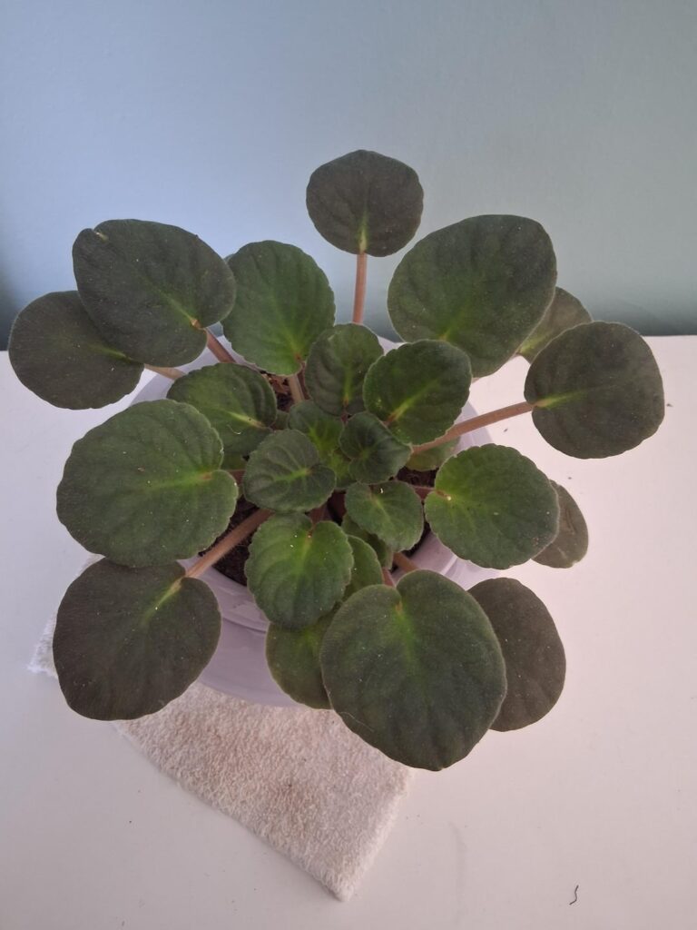 Is my mom a plant witch?