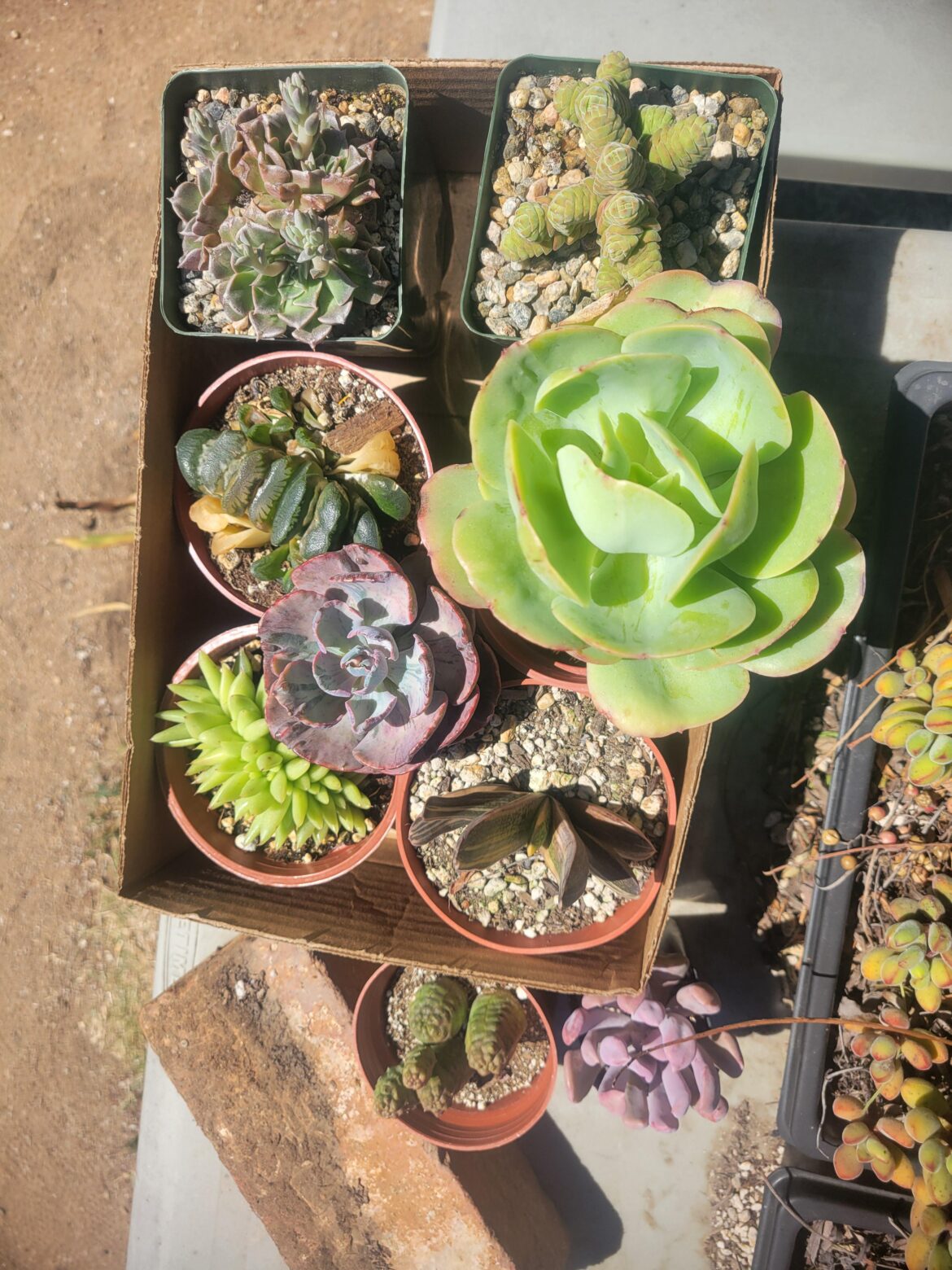 Plant haul! Plant haul!